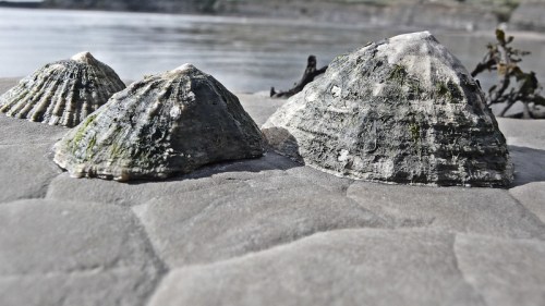 Three textured shells resting on a sandy surface, with a calm water backdrop and blurred shoreline in the distance.