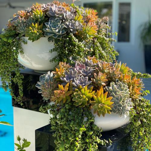 Two large white bowls overflowing with colorful succulents and trailing greenery, set against a bright blue background.