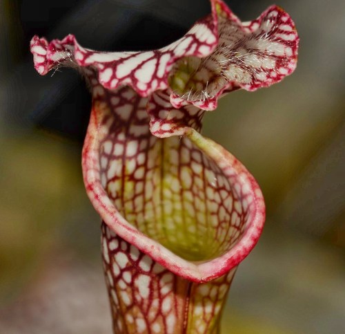 Close-up of a vibrant pitcher plant with intricate red and white patterns on its tubular structure.