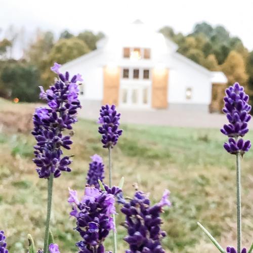 Lavender flowers in the foreground with a white building and trees in the background, softly blurred.