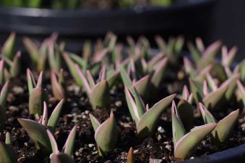 Close-up of young succulent plants with pointed leaves, emerging from dark soil in a garden setting.
