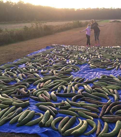 Two children play on a blue tarp covered with rows of green plantains in a field at sunset.