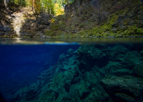 A split view of a clear blue underwater scene with rocky terrain and lush greenery above the waterline.