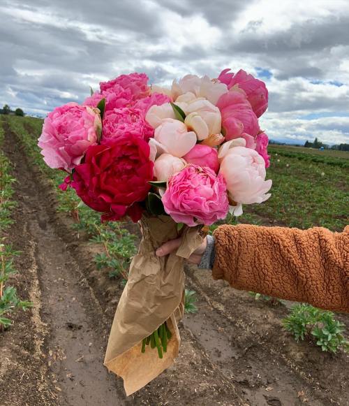 A hand holds a vibrant bouquet of pink and red peonies against a cloudy sky and green field backdrop.