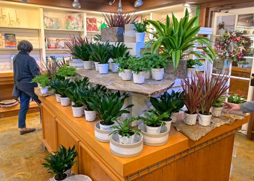 A display of various potted plants on a wooden table in a shop, with a customer browsing in the background.