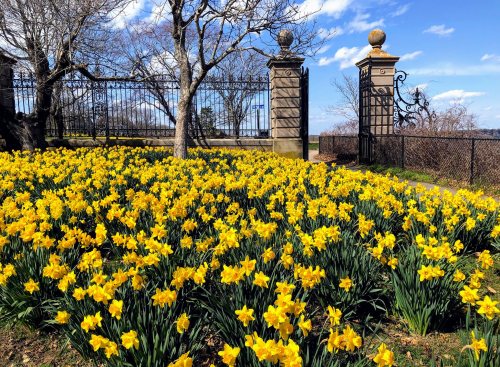 A vibrant field of yellow daffodils blooms near ornate gates under a blue sky with scattered clouds.