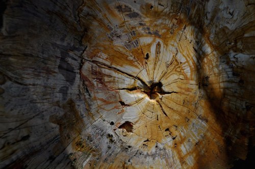 Close-up of a tree stump showing intricate patterns and textures in shades of brown and gold.