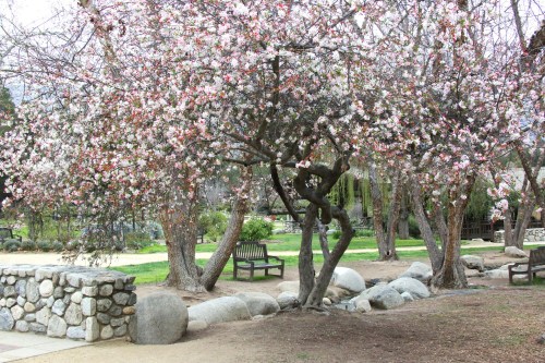 Blossoming cherry trees in a park, with benches and large stones along a pathway.