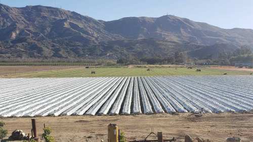 A vast agricultural field with rows of covered crops, set against a backdrop of mountains under a clear blue sky.