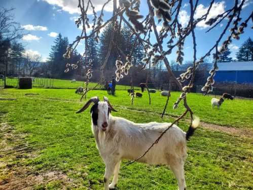 A white goat with black markings stands in a green field, with trees and other goats in the background under a blue sky.