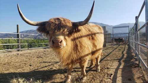 A Highland cow with long horns stands in a sunny pen, surrounded by a fence and mountains in the background.