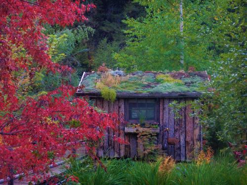 A rustic wooden cabin surrounded by vibrant green trees and red foliage, featuring a green roof with plants.