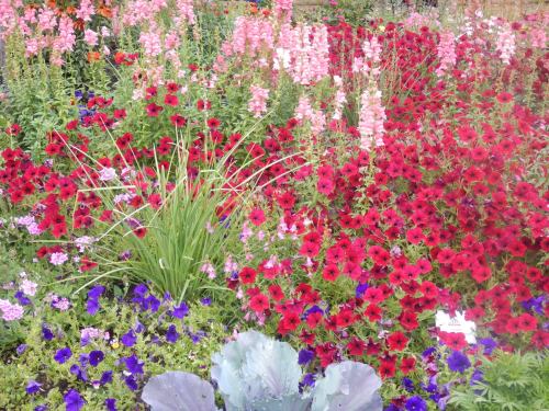 A vibrant flower garden featuring red, pink, and purple blooms with lush green foliage.