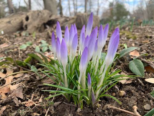 A cluster of purple crocus flowers emerging from the soil, surrounded by green leaves and fallen leaves.