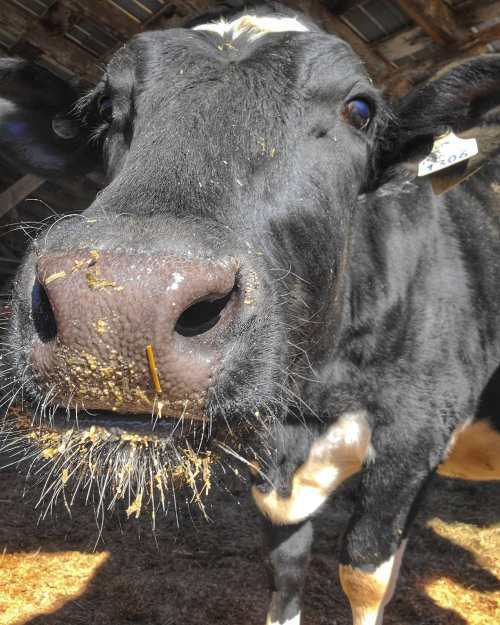 Close-up of a black and white cow with a dirty snout, standing in a barn with straw on the ground.