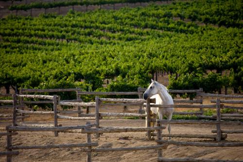 A white horse stands near a wooden fence, with lush green vineyards in the background under a clear sky.
