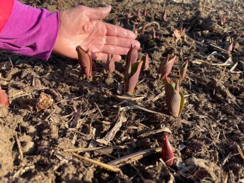 A hand reaches toward emerging green shoots in rich, dark soil, indicating early spring growth.