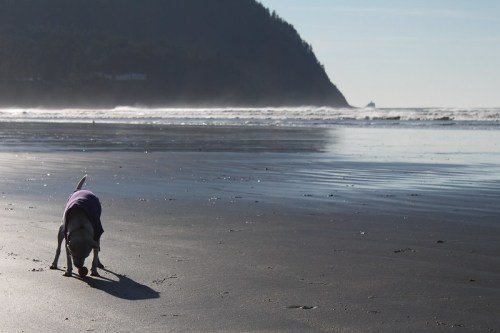 A dog in a purple sweater explores the sandy beach with a coastal mountain in the background and gentle waves.