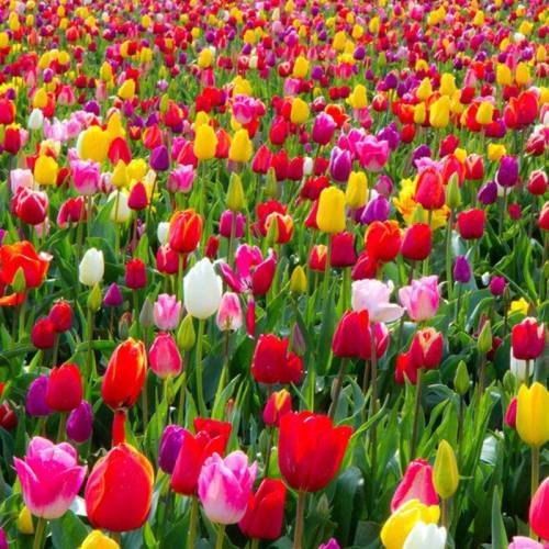 A vibrant field of tulips in various colors, including red, pink, yellow, and white, blooming under bright sunlight.