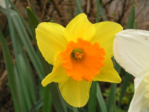 A bright yellow daffodil with an orange center, surrounded by green leaves.