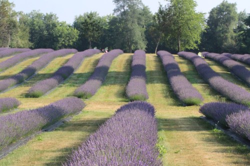 A scenic lavender field with rows of purple flowers and green trees in the background on a sunny day.