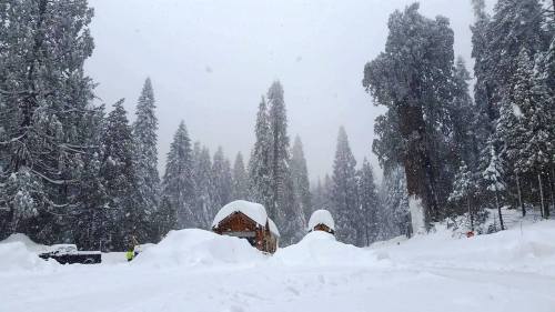 A snowy landscape featuring two wooden cabins surrounded by tall evergreen trees in a winter storm.