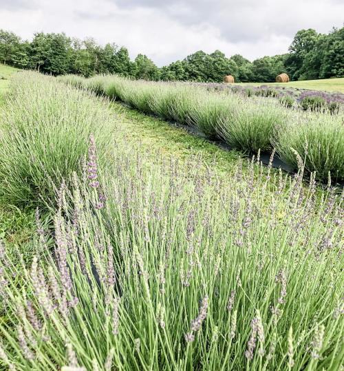 A lush lavender field stretches into the distance, with green hills and hay bales under a cloudy sky.