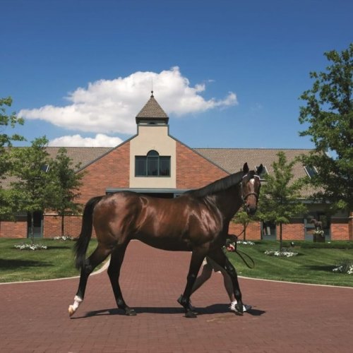 A brown horse walks on a brick path in front of a stable under a clear blue sky with a few clouds.