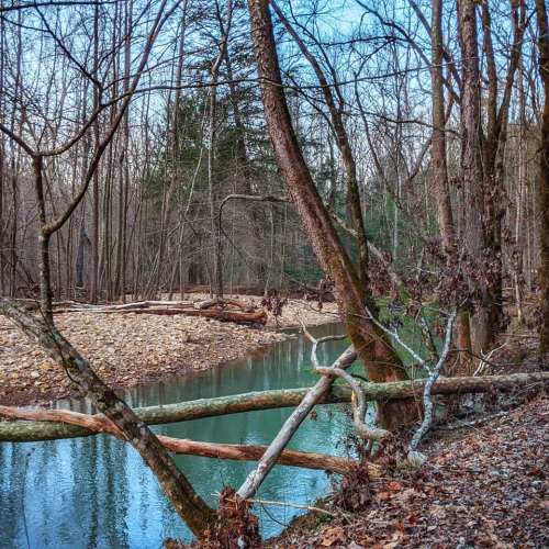 A serene river flows through a wooded area, with fallen trees and bare branches lining the banks.