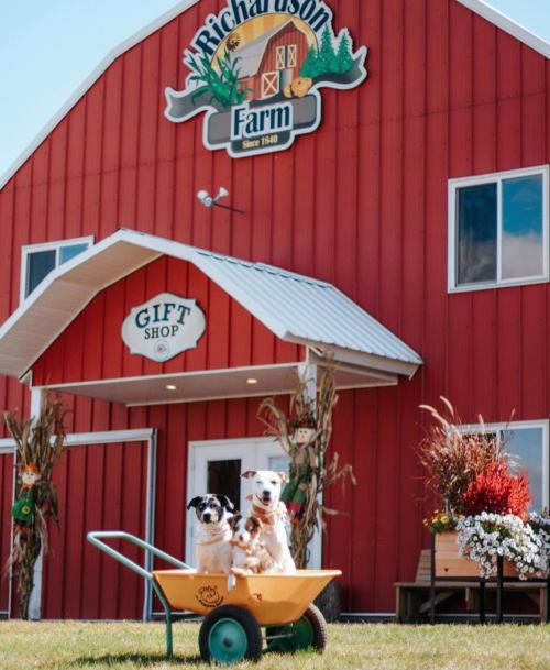 Two dogs sit in a yellow wheelbarrow in front of a red barn with a sign for Richardson Farm and a gift shop.