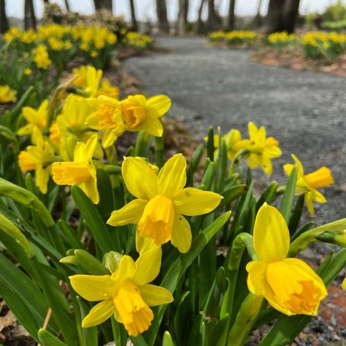 A close-up of bright yellow daffodils blooming along a winding path in a park.