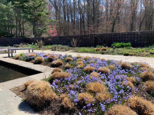 A serene garden scene with purple flowers, grassy patches, and benches, surrounded by trees and a stone pathway.