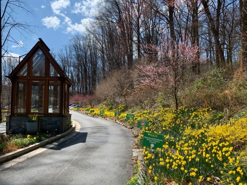 A scenic path lined with blooming yellow flowers and trees, leading to a glass greenhouse under a blue sky.