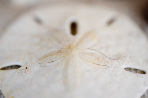 Close-up of a sand dollar shell, showcasing its intricate patterns and textures on a light background.