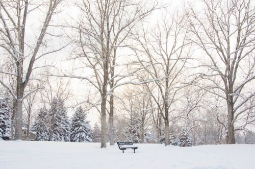 A snowy park scene with bare trees and a bench surrounded by a blanket of fresh snow.