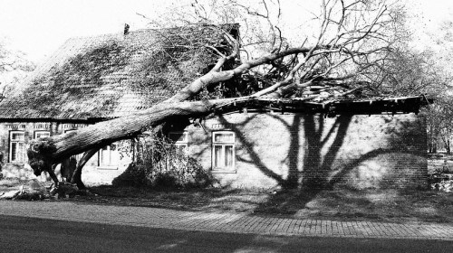 A black and white image of a damaged house with a large tree fallen on its roof, casting intricate shadows.