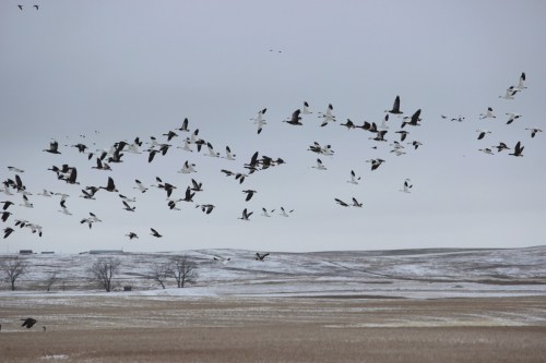 A flock of black and white birds flying over a snowy landscape with sparse trees and a gray sky.