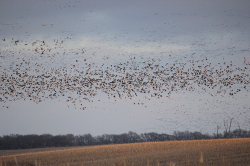 A large flock of birds flies over a field, creating a dynamic pattern against a cloudy sky.