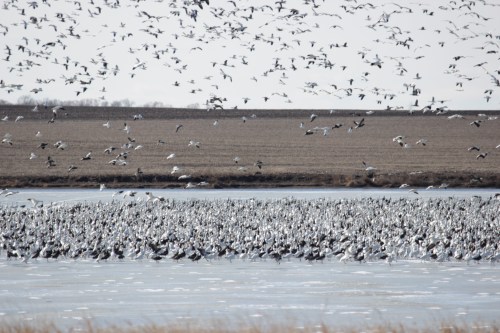 A large flock of birds takes flight over a frozen lake, with fields visible in the background.