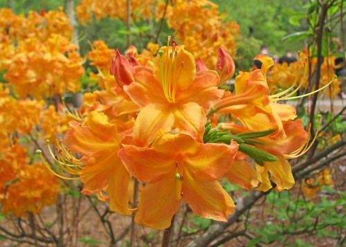 Bright orange azalea flowers in full bloom, surrounded by lush green foliage.