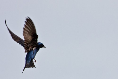 A blue bird in flight with outstretched wings against a light gray sky.