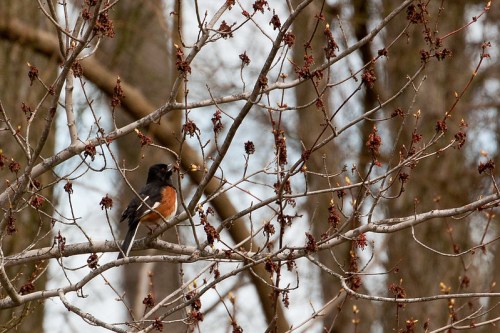 A bird perched on a bare tree branch, surrounded by small buds and a blurred natural background.