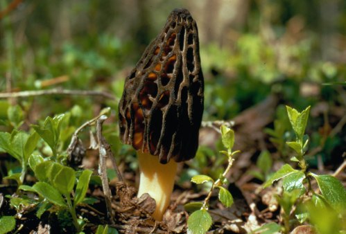 A morel mushroom with a distinctive honeycomb cap, growing among green foliage on the forest floor.