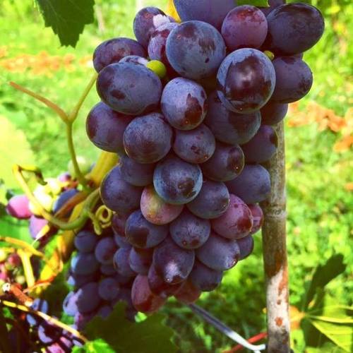 A close-up of a cluster of ripe purple grapes hanging from a vine, surrounded by green leaves.