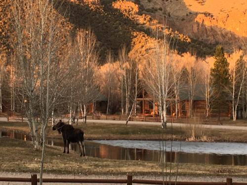 A moose stands by a pond surrounded by trees and mountains at sunset, with a rustic cabin in the background.