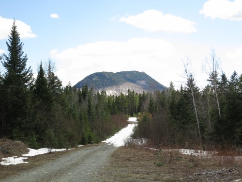 A gravel path leads through a forest, with a snow-covered mountain in the background under a partly cloudy sky.