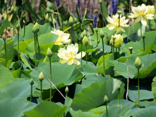 A serene pond filled with large green lily pads and delicate yellow lotus flowers in bloom.