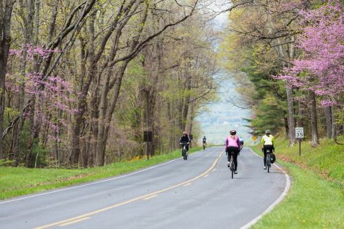 Cyclists ride along a tree-lined road with blooming pink flowers in spring.