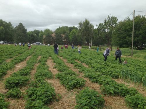 People are harvesting crops in a lush, green field with rows of plants under a cloudy sky.