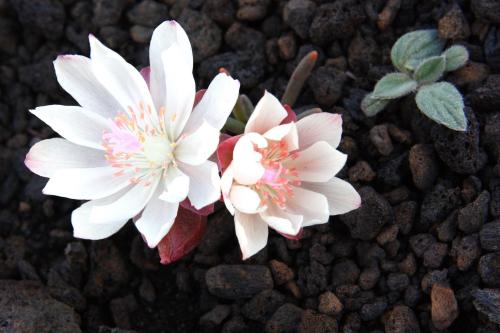 Two delicate white flowers with pink centers bloom among dark volcanic rocks, accompanied by a small green leaf.